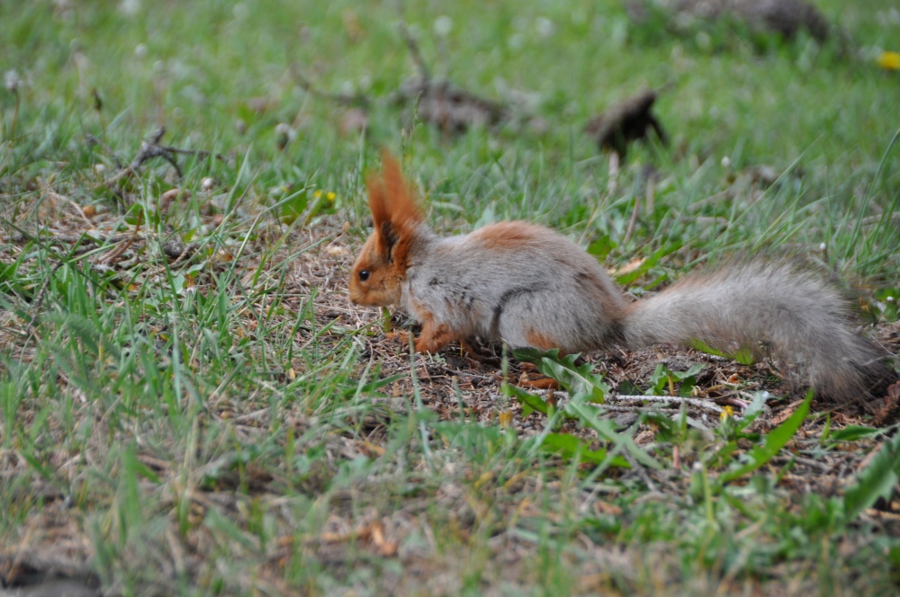 Eichhörnchen am Boden