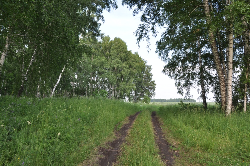 Fahrweg über Wiese