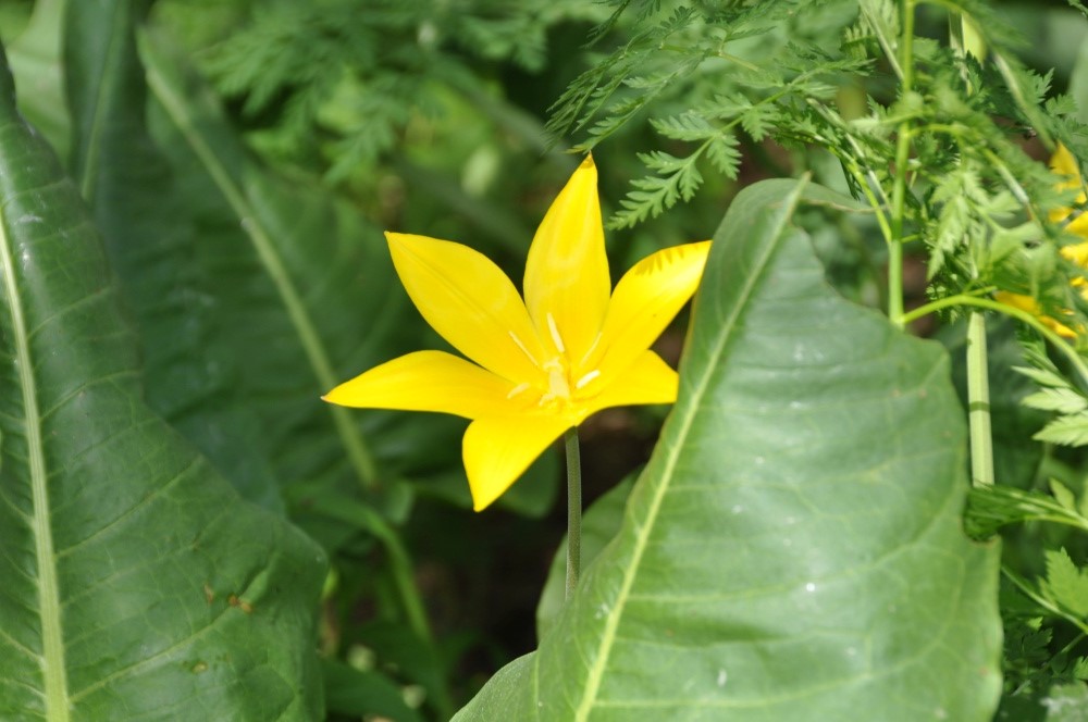 Gelbe Blume im Grünen