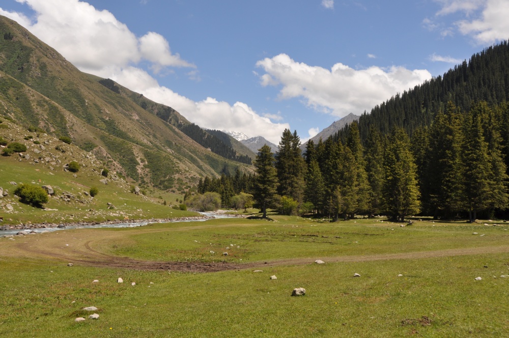 Grüne Alpenlandschaft mit Tannenwald