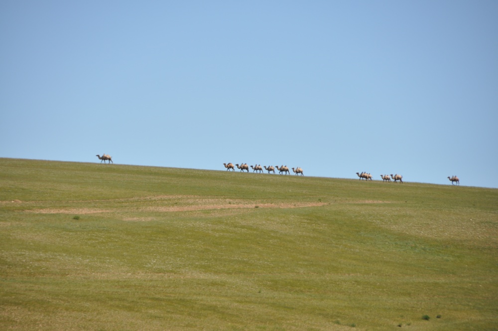 Kamelkarawane am Horizont