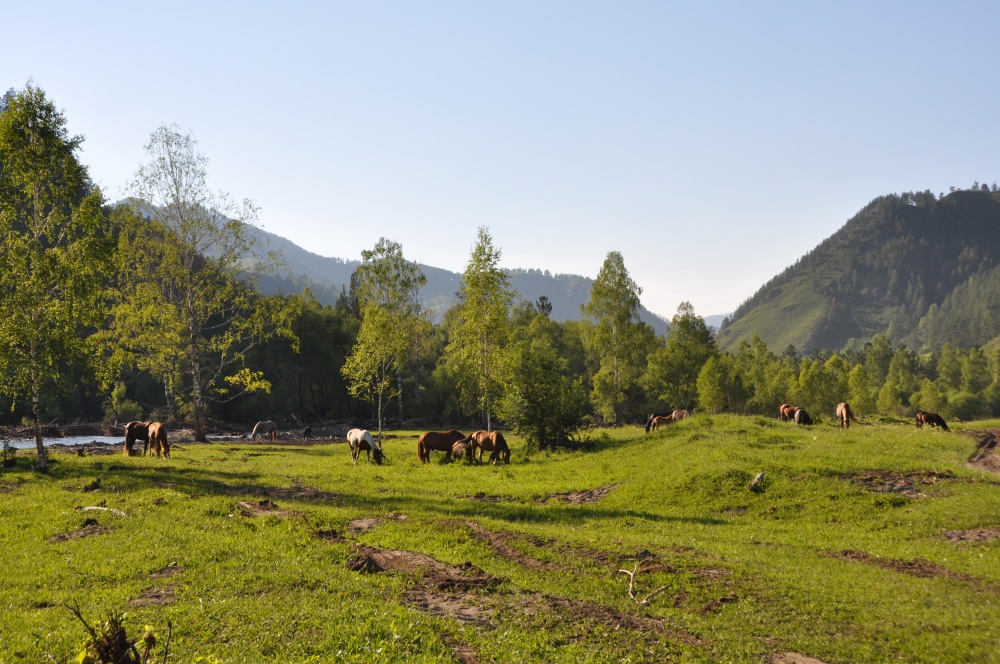 Pferdeherde auf Wiese