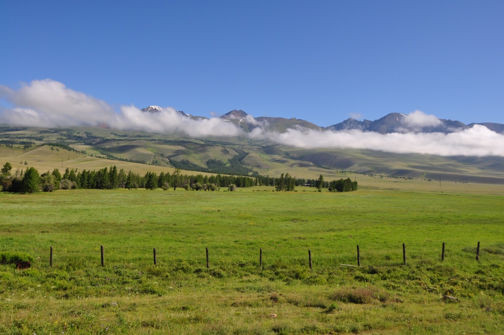 Wiese, Tannen, Wolken, Berge im Altai