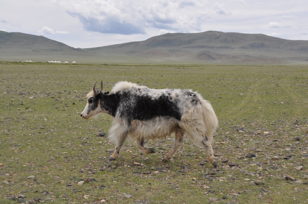 Yak in Steppe