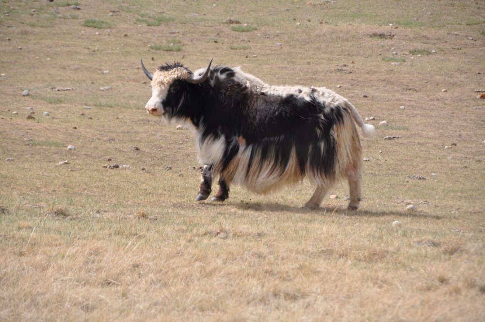 Yak