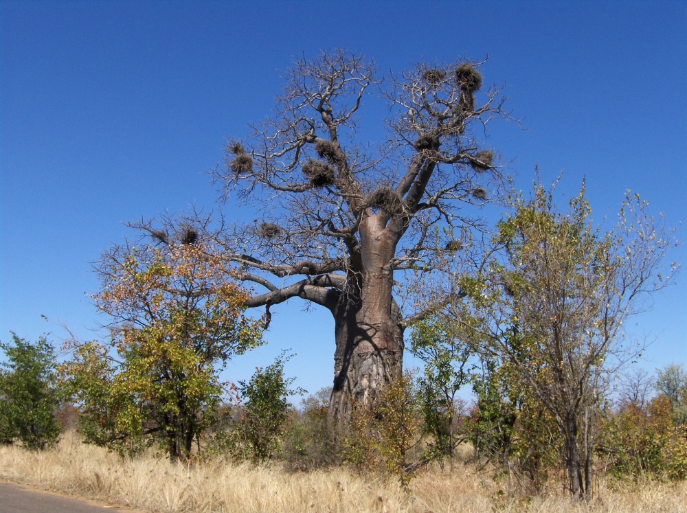 Baum mit Vogelnesten