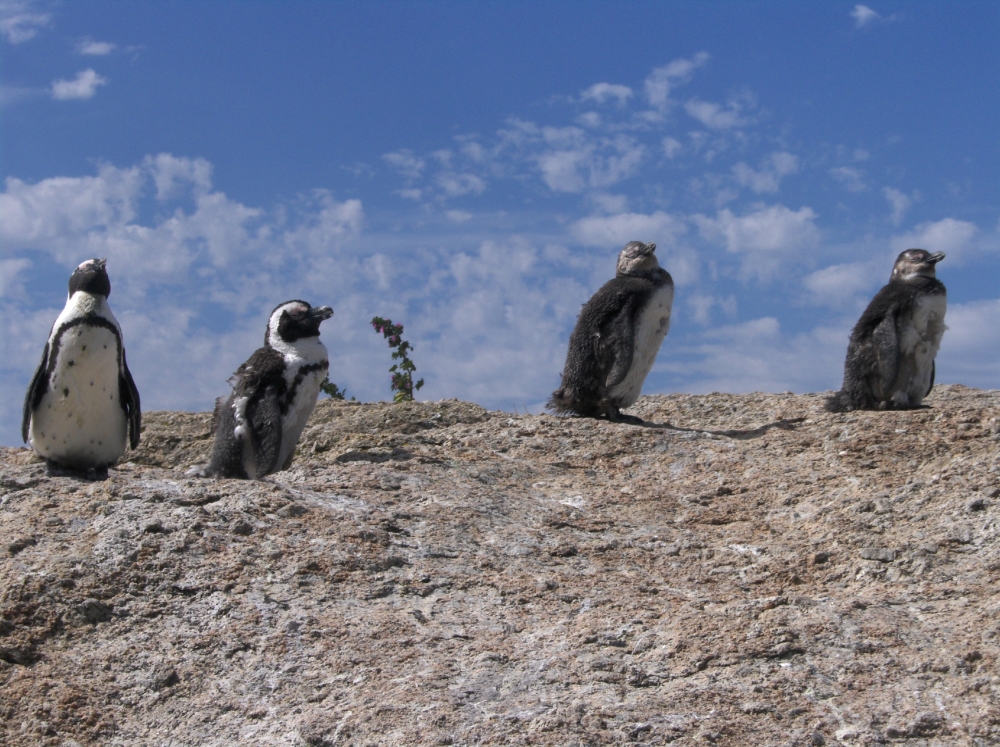 Brillenpinguine auf Felsen