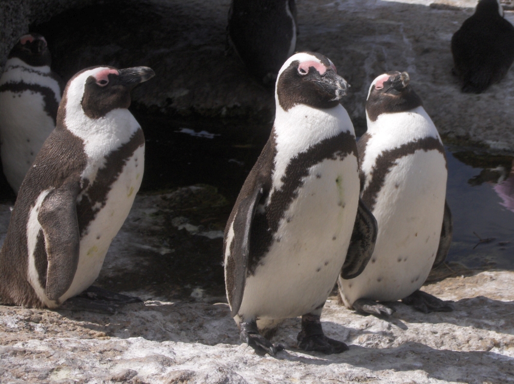 Drei Brillenpinguine (Portrait)