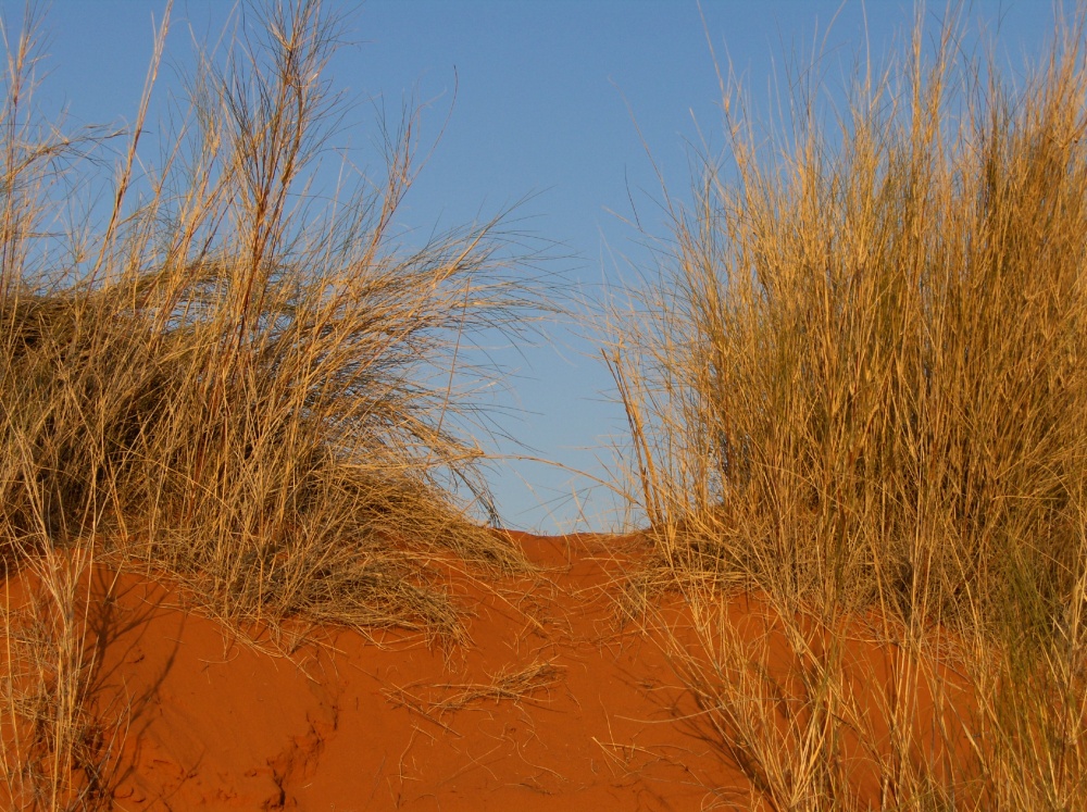 Dünengräser im roten Sand