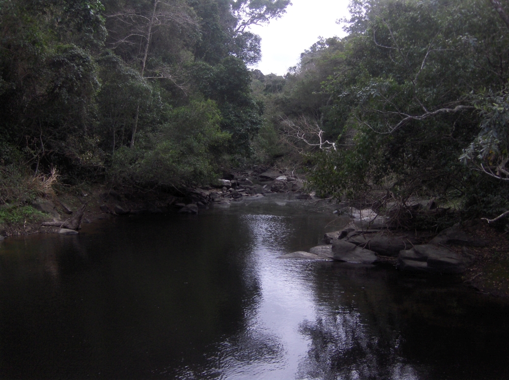 Fluss bei Port St. Johns im Wald