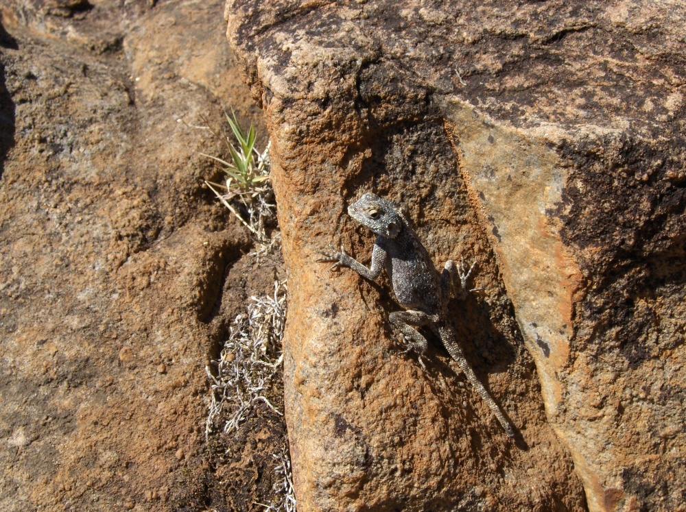 Gecko geniesst die Sonne