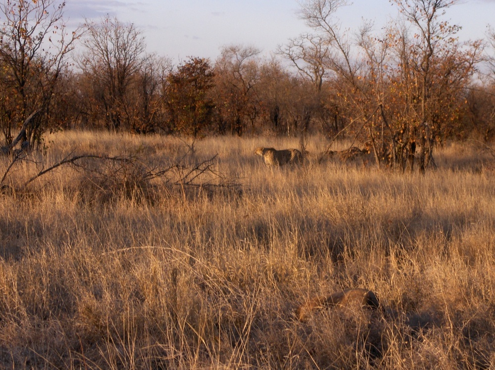 Gepard im Dickicht