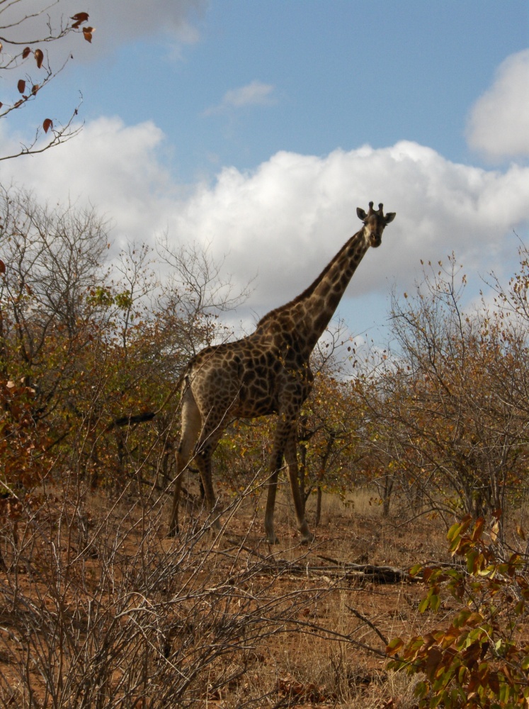 Giraffe im Krüger National Park