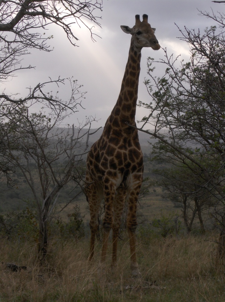 Giraffe zwischen Bäumen