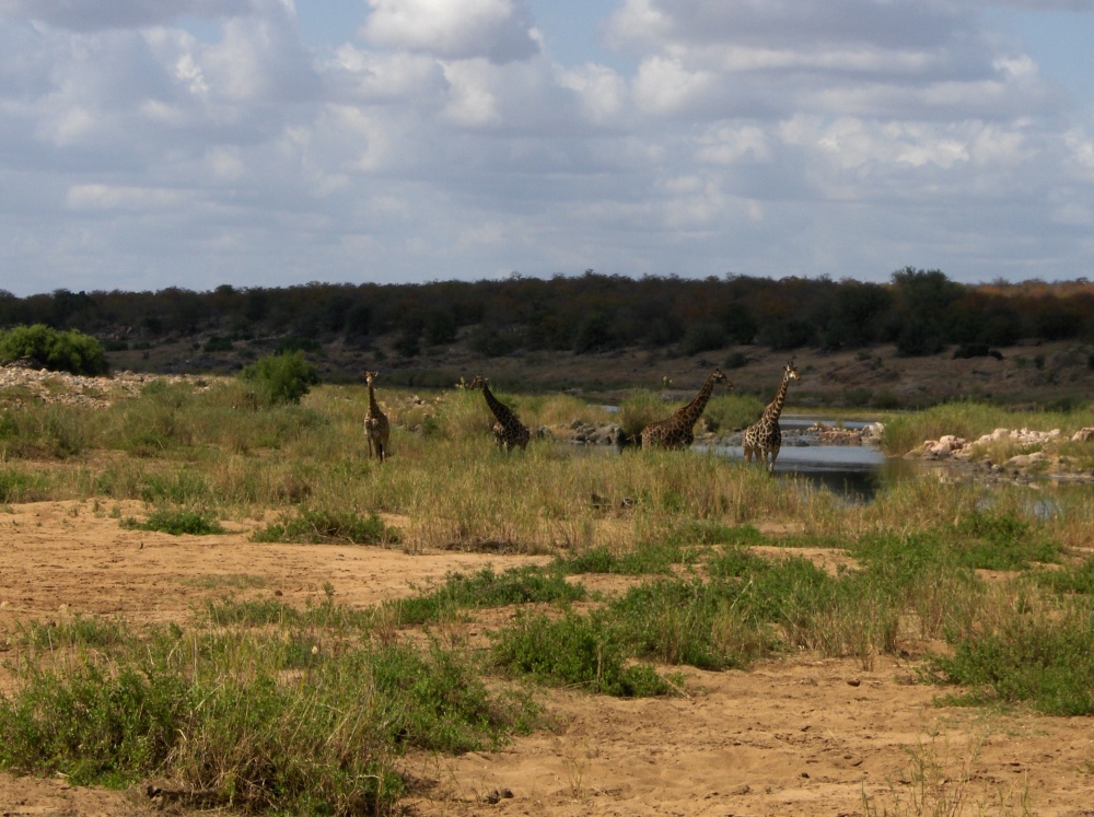 Giraffen in der Ferne am Fluss