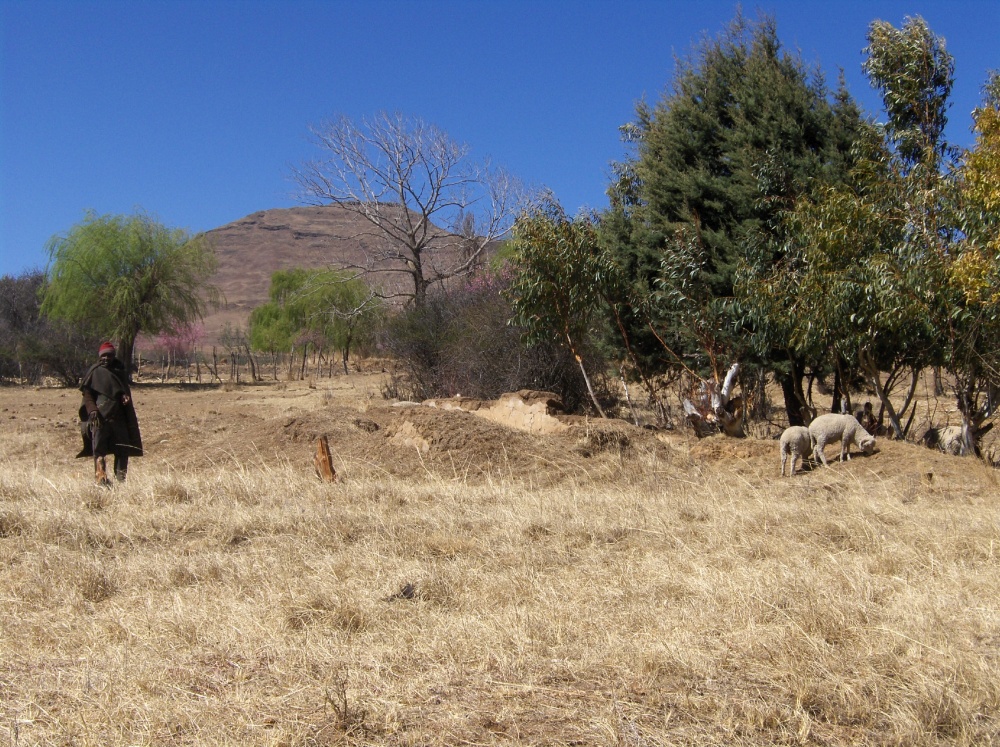 Hirt mit seinen Schafen in Lesotho