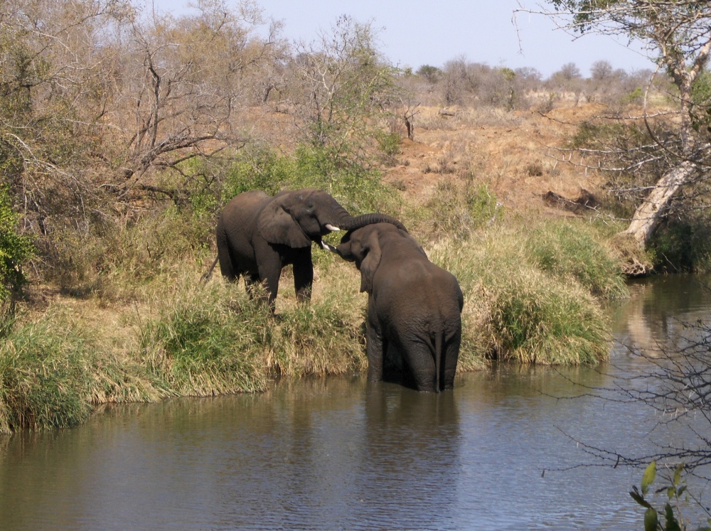 Kuschelnde Elefanten am Fluss