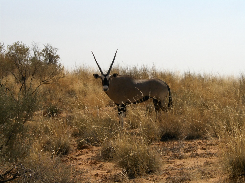 Majestätischer Spiessbock (Gemsbok)