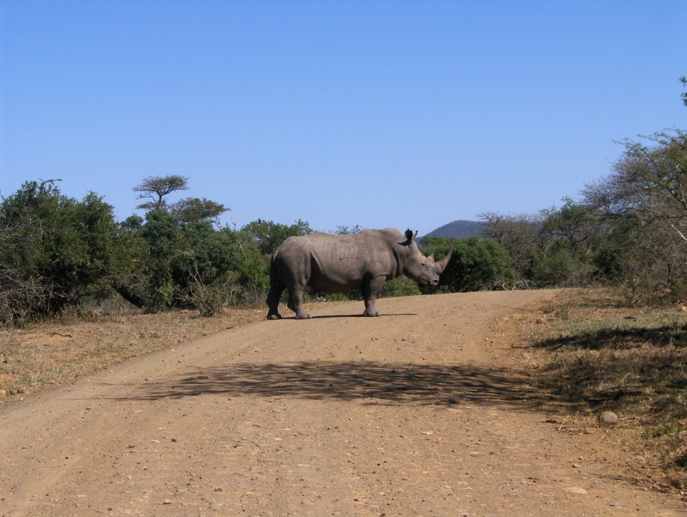 Nashorn auf der Piste