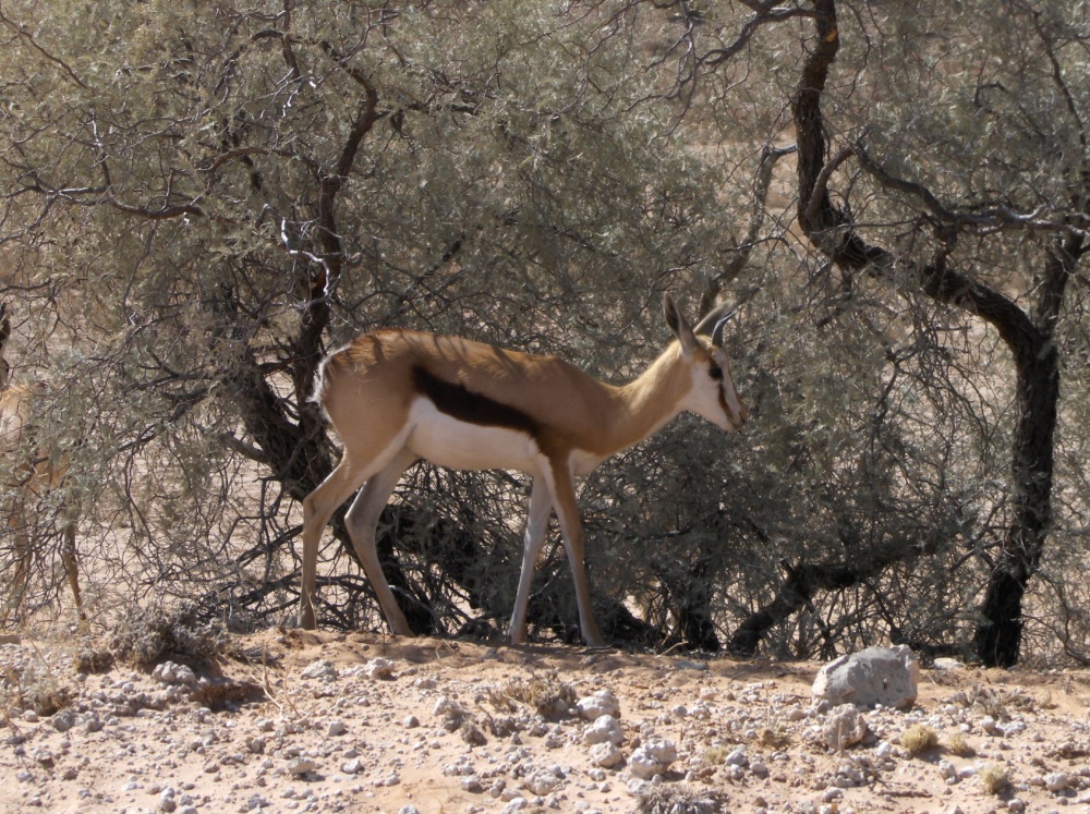 Springbock vor Gebüsch