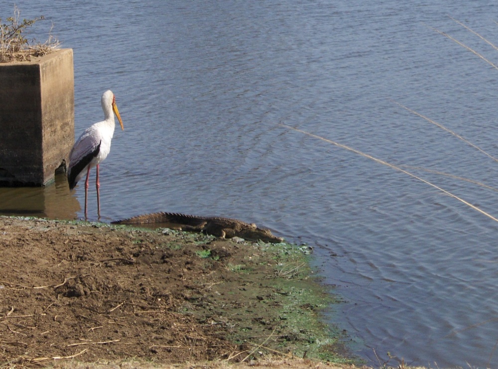 Storch und Krokodil am Fluss