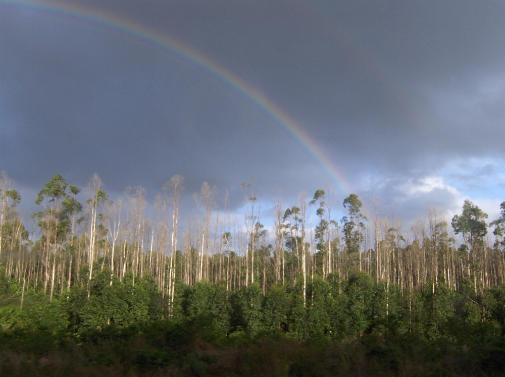 Wald und Regenbogen