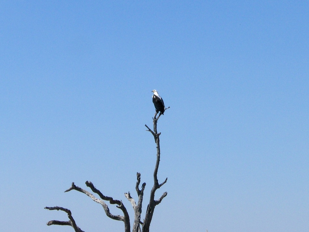 Weisskopfseeadler auf Baumspitze
