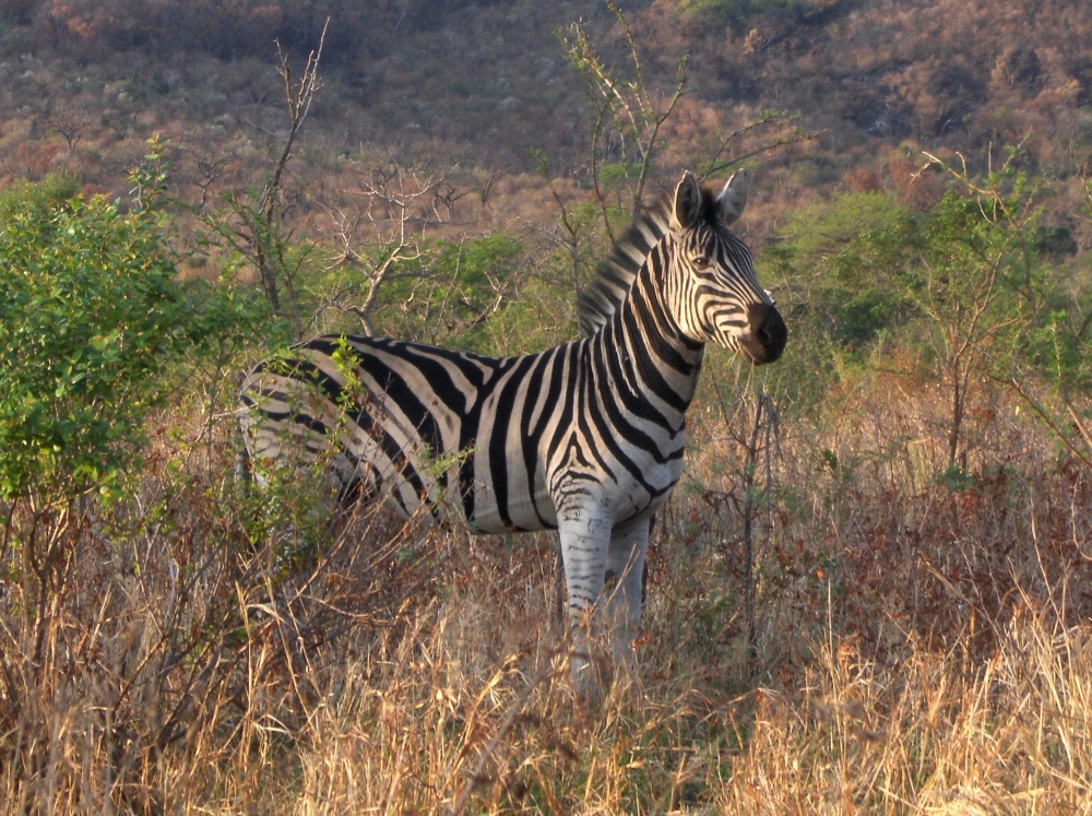 Zebra im Gebüsch