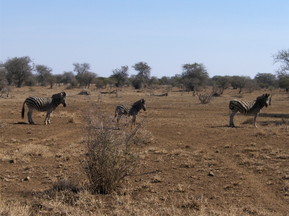 Zebras