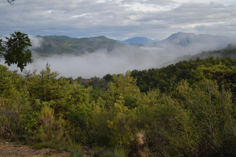 Nebel, Herbstbäume, Morgenstimmung