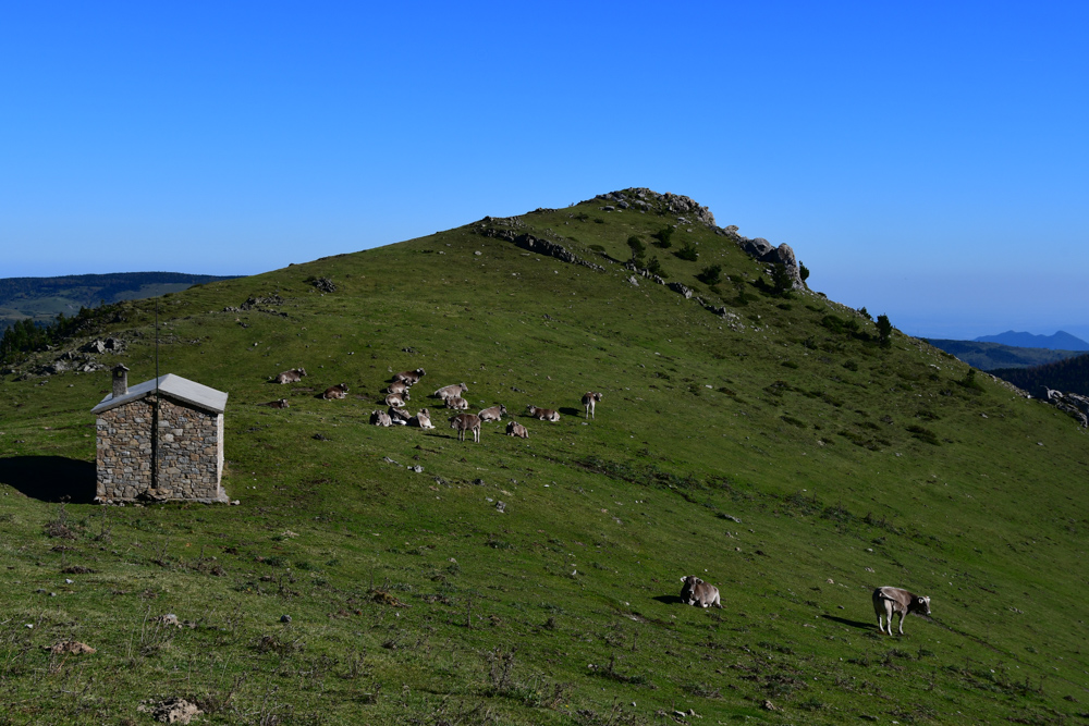 Grashügel Hütte Kühe Pyrenäen