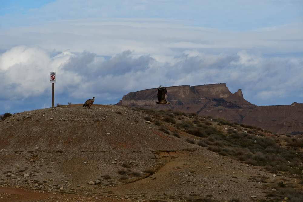 Halbwueste Bardenas Reales Geier fliegt