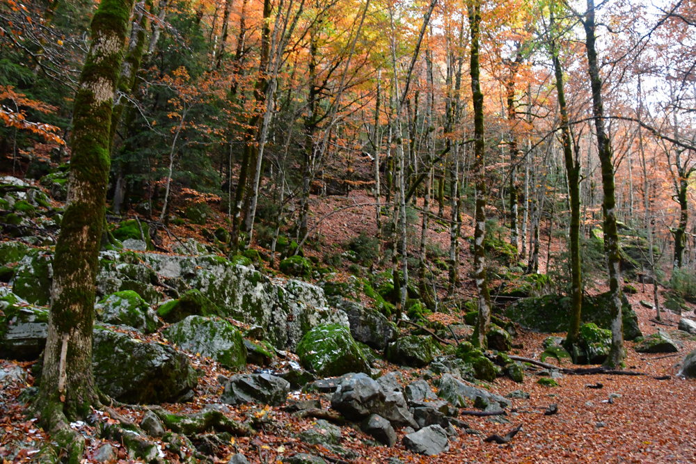 Oranger Herbstwald Blätter am Boden