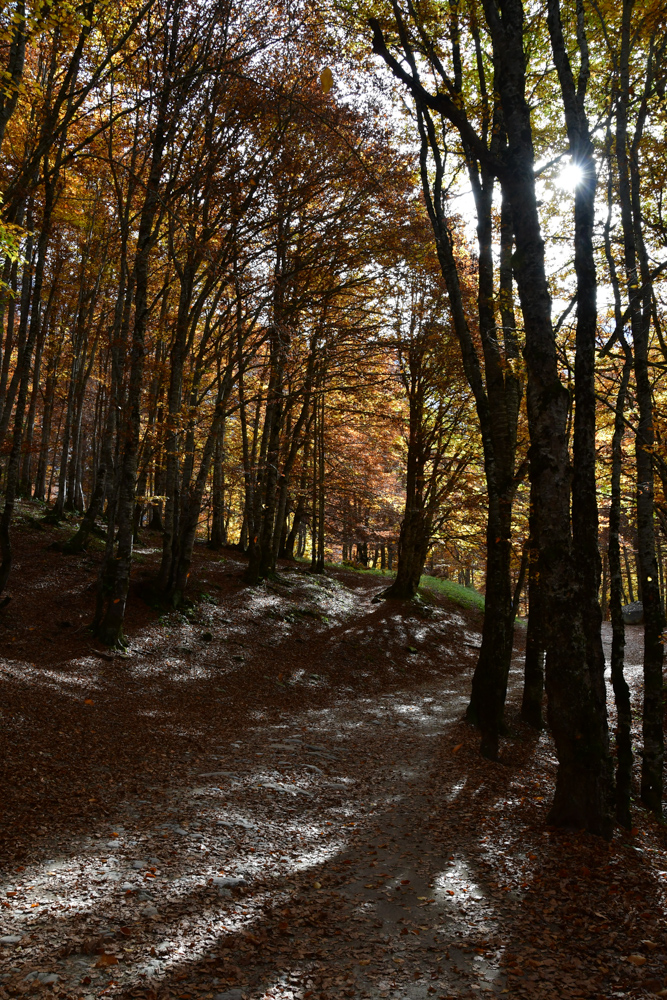 Oranger Herbstwald mittendrin