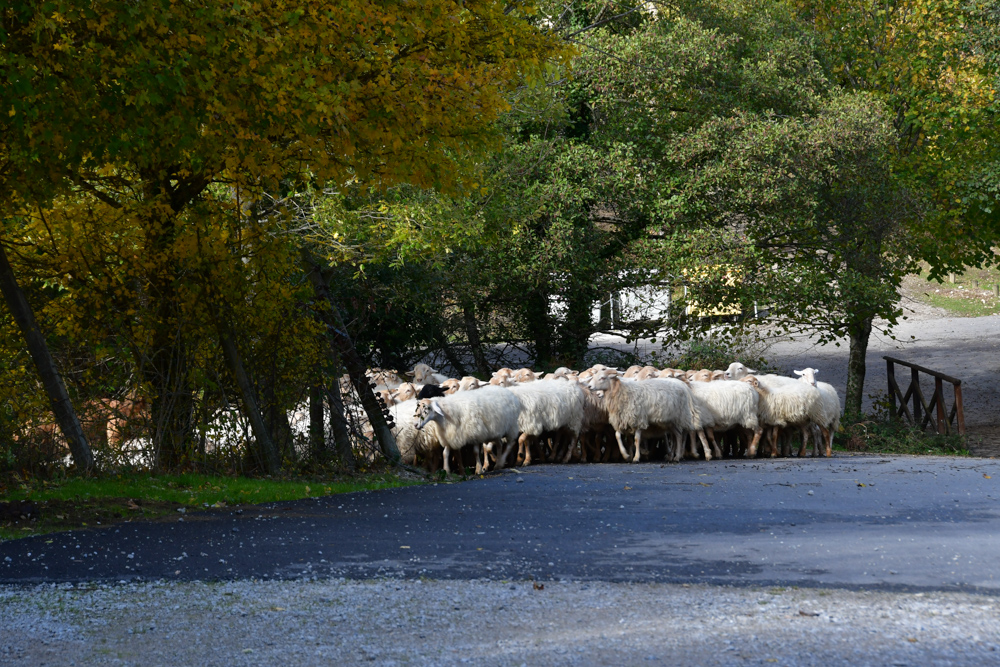 Schafherde auf Strasse farbige Baeume