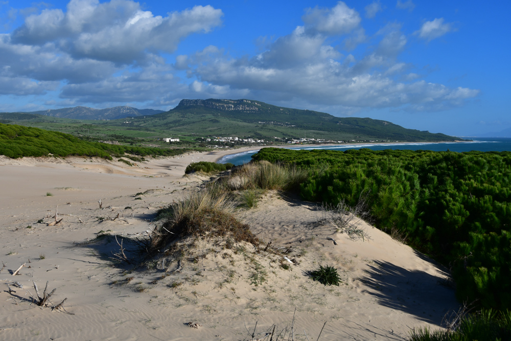 Auf Sandduene gruener Wald Meer Berge