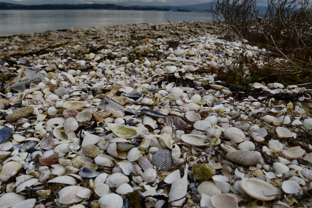 Muscheln am Strand