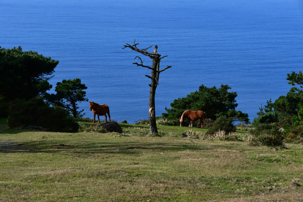 Pferde Wiese Meer toter Baum