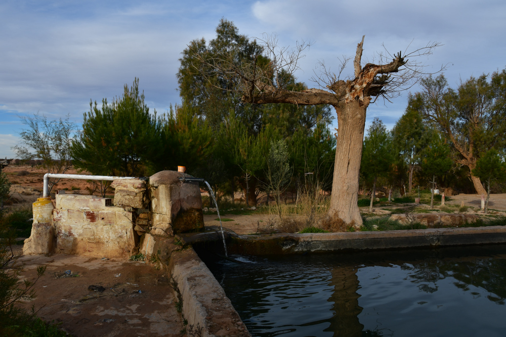 Brunnen Quelle Baum Rekkam