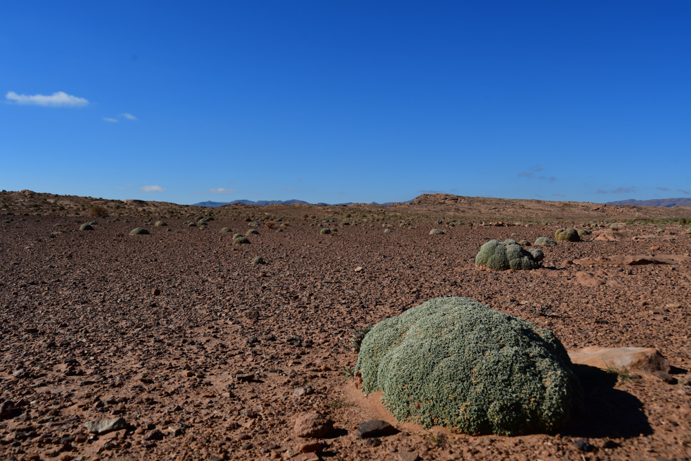 Gruene runde Pflanze in trockener Steppe