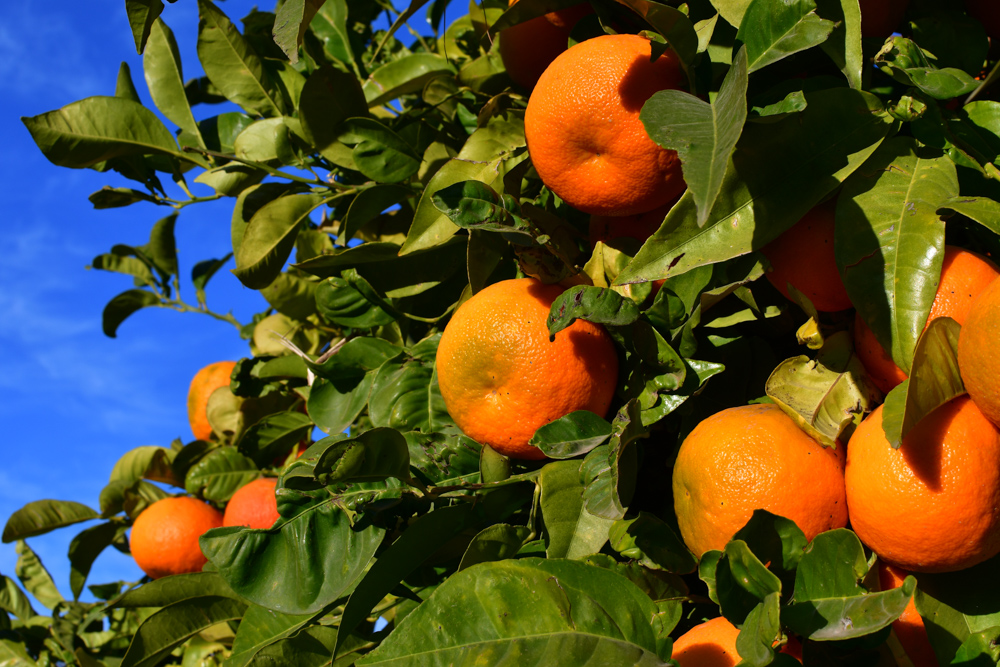 Mandarinen am Baum