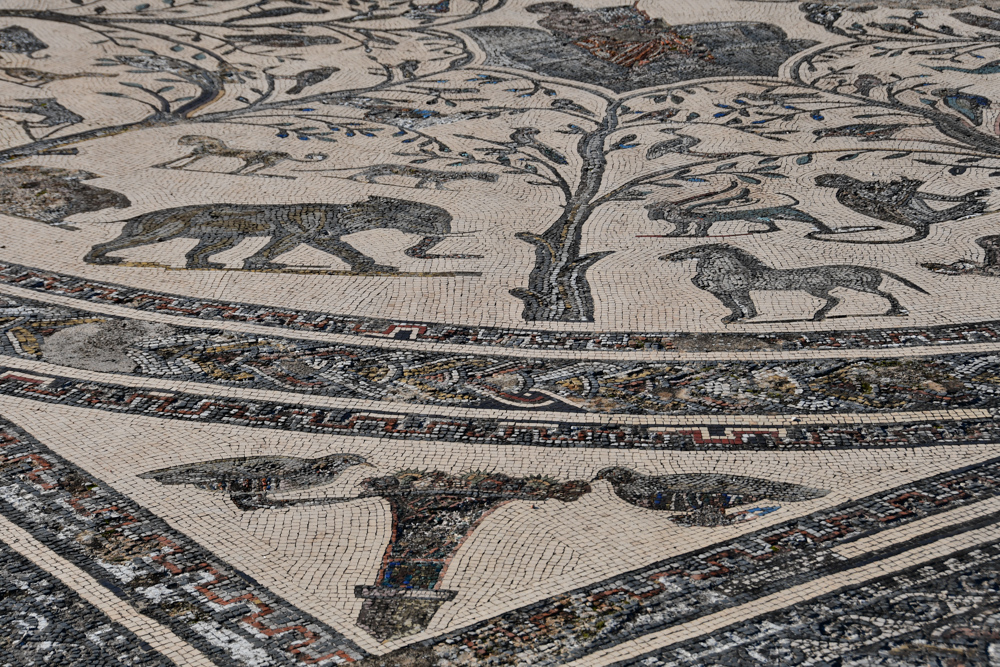 Volubilis Mosaik