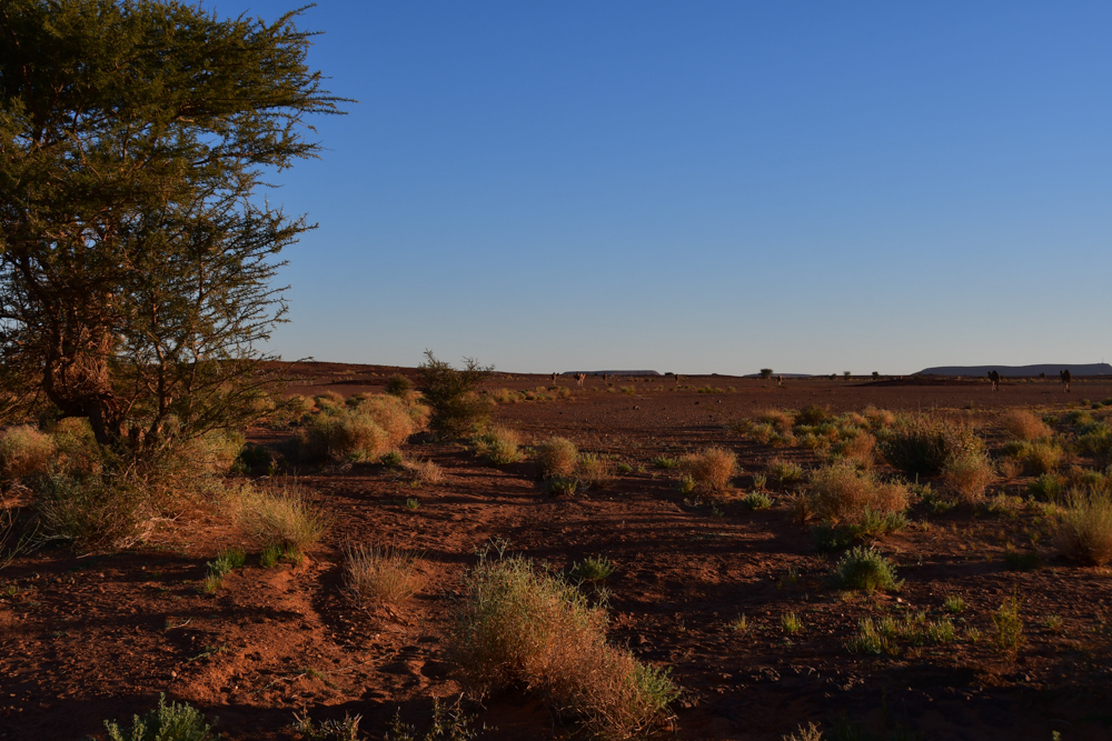 Abendstimmung in Wueste Akazie Richtung Zagora