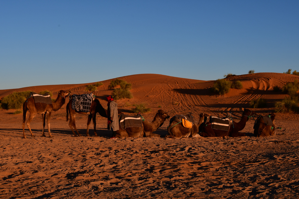 Dromedarkarawane in Wueste Erg Chebbi