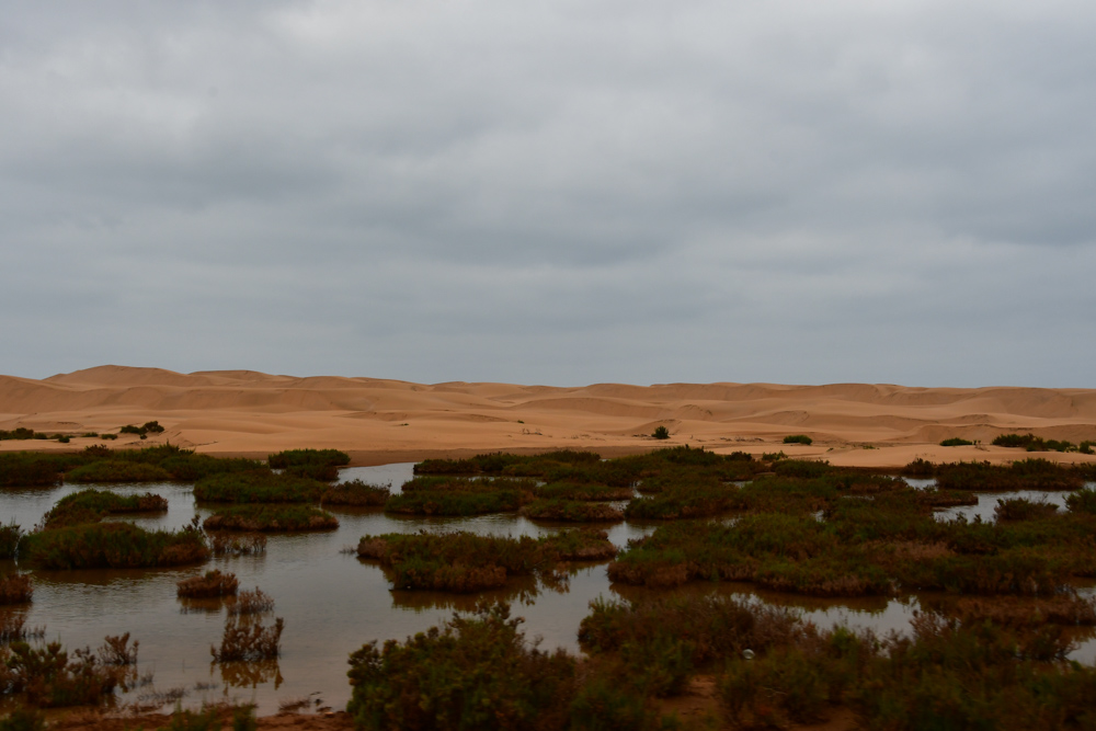 Duenen Wasser Gebueschinseln