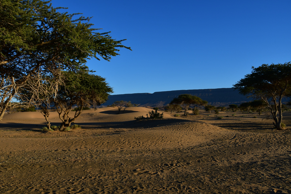 Kleine Sandduenen Akazien Oued Draa