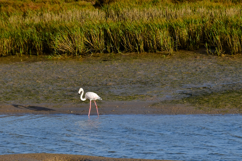 Lagune Flamingo gruenes Gras