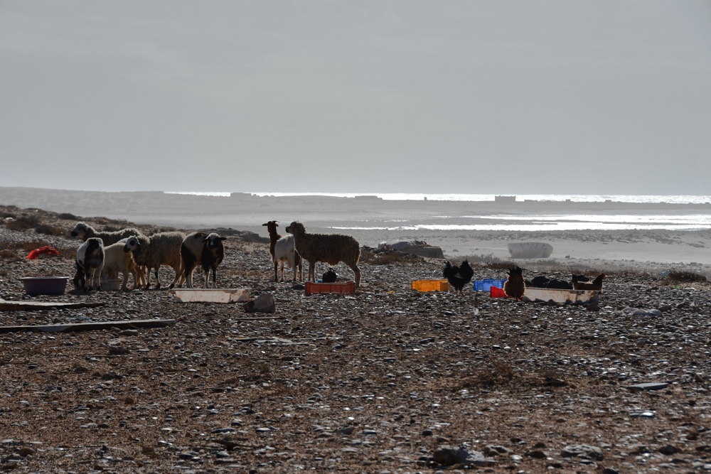 Schafe Huehner Muell Meer truebe Stimmung